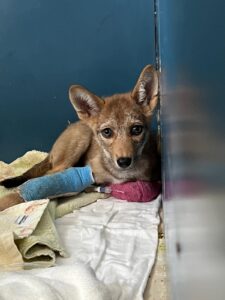 article image - crow-coyote1